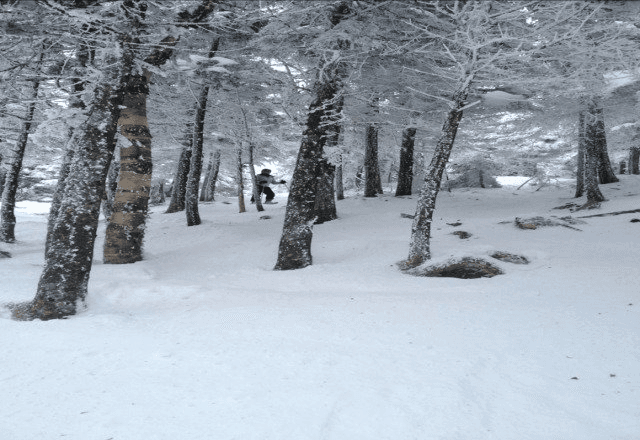 A snowy forest with frosted trees and a person in the background.