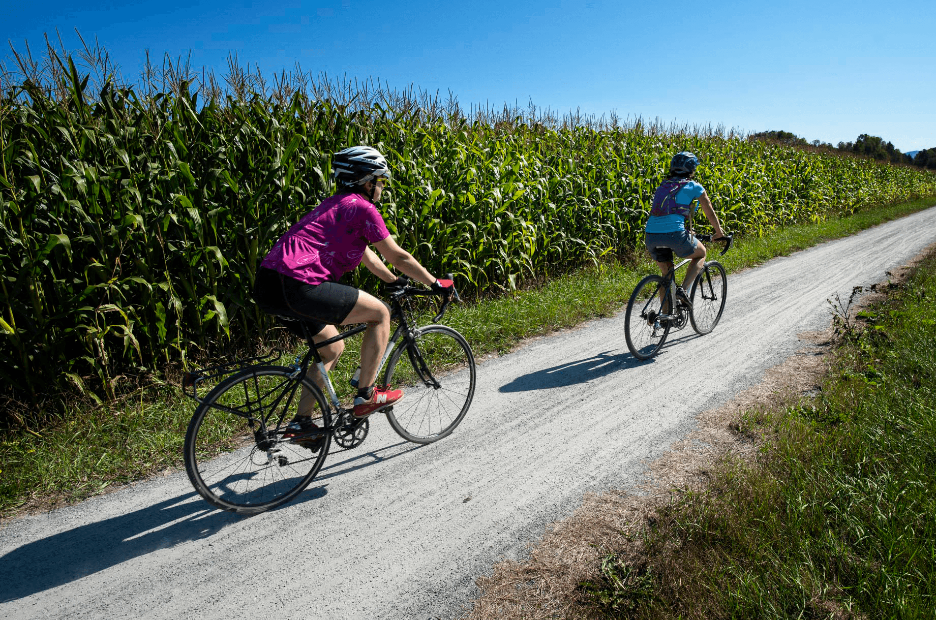 Two cyclists ride along a gravel path beside a cornfield on a sunny day.