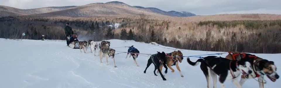 A team of sled dogs pulls a musher across a snowy landscape with mountains in the background.